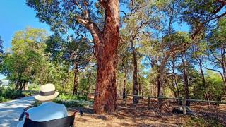 オーストラリアで作業療法士免許を取る手順